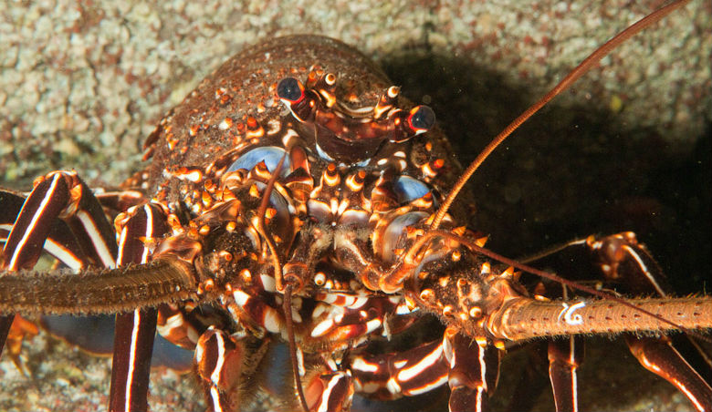 В Южной Америке обитает "украшенный лангуст" или "лангуст Острова Хуан Фернандес" В Южной Америке обитает "украшенный лангуст" или "лангуст Острова Хуан Фернандес"