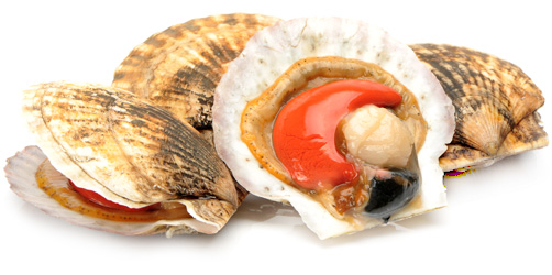 Как сохранить гребешок живым?