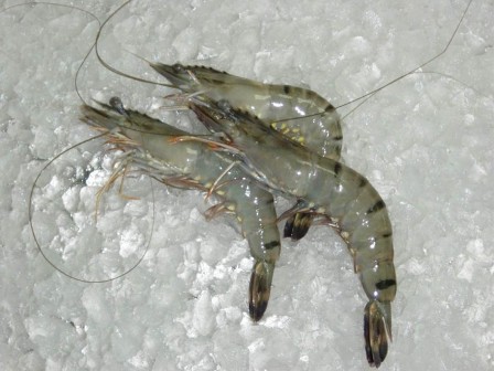 Охлажденные креветки