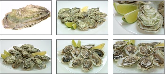 Сахалинские устрицы разных размеров на "Мечта Гурмана"