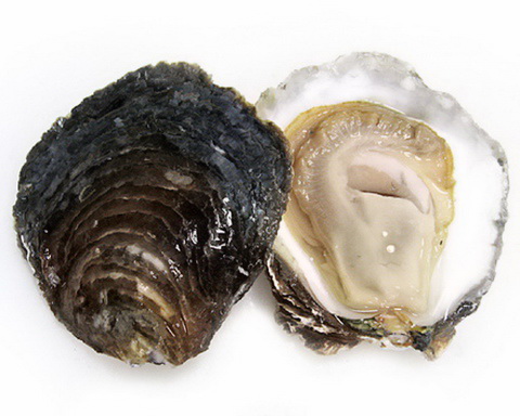 Устрицы Белон Устрицы Белон